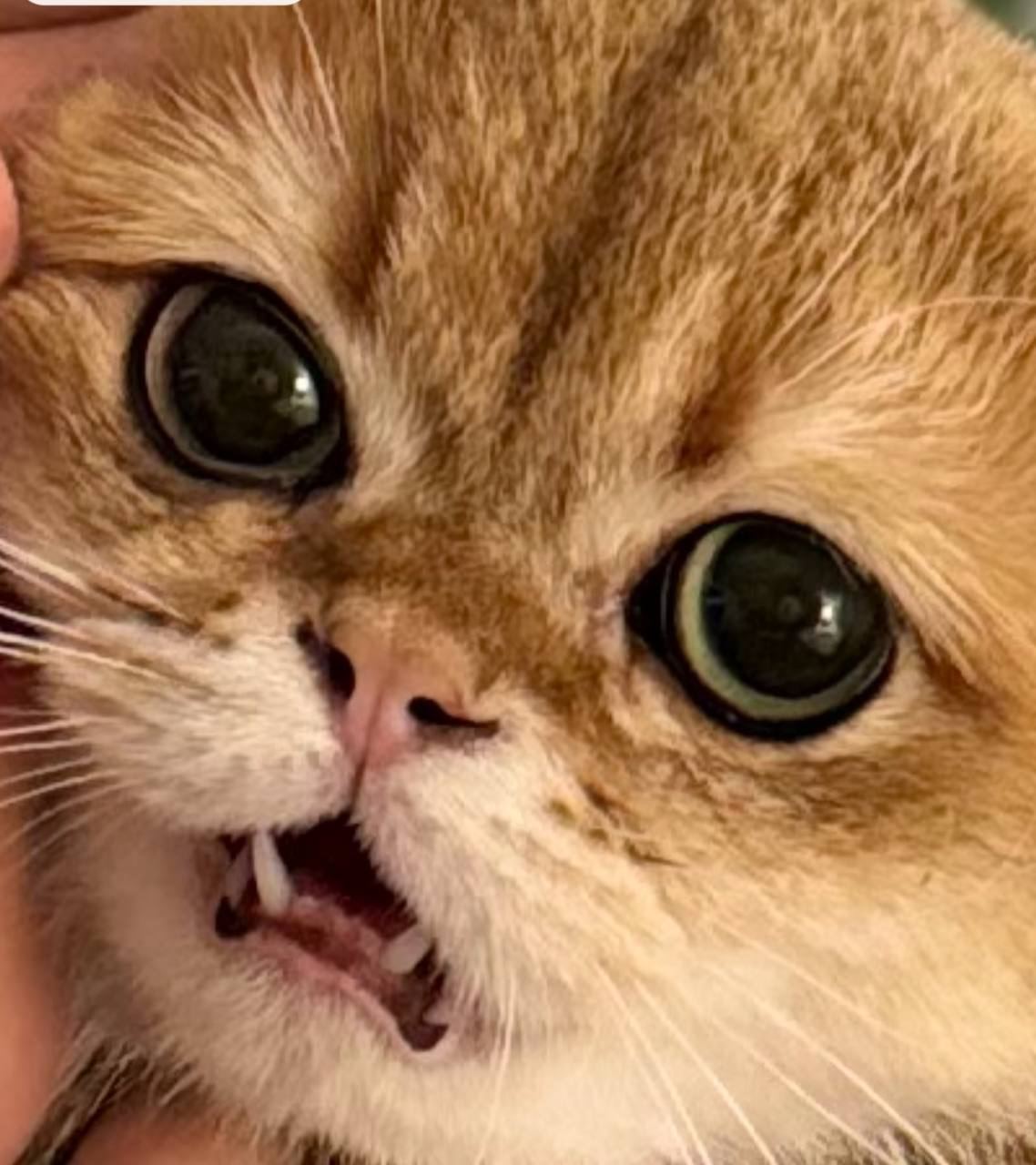 some text in turkish